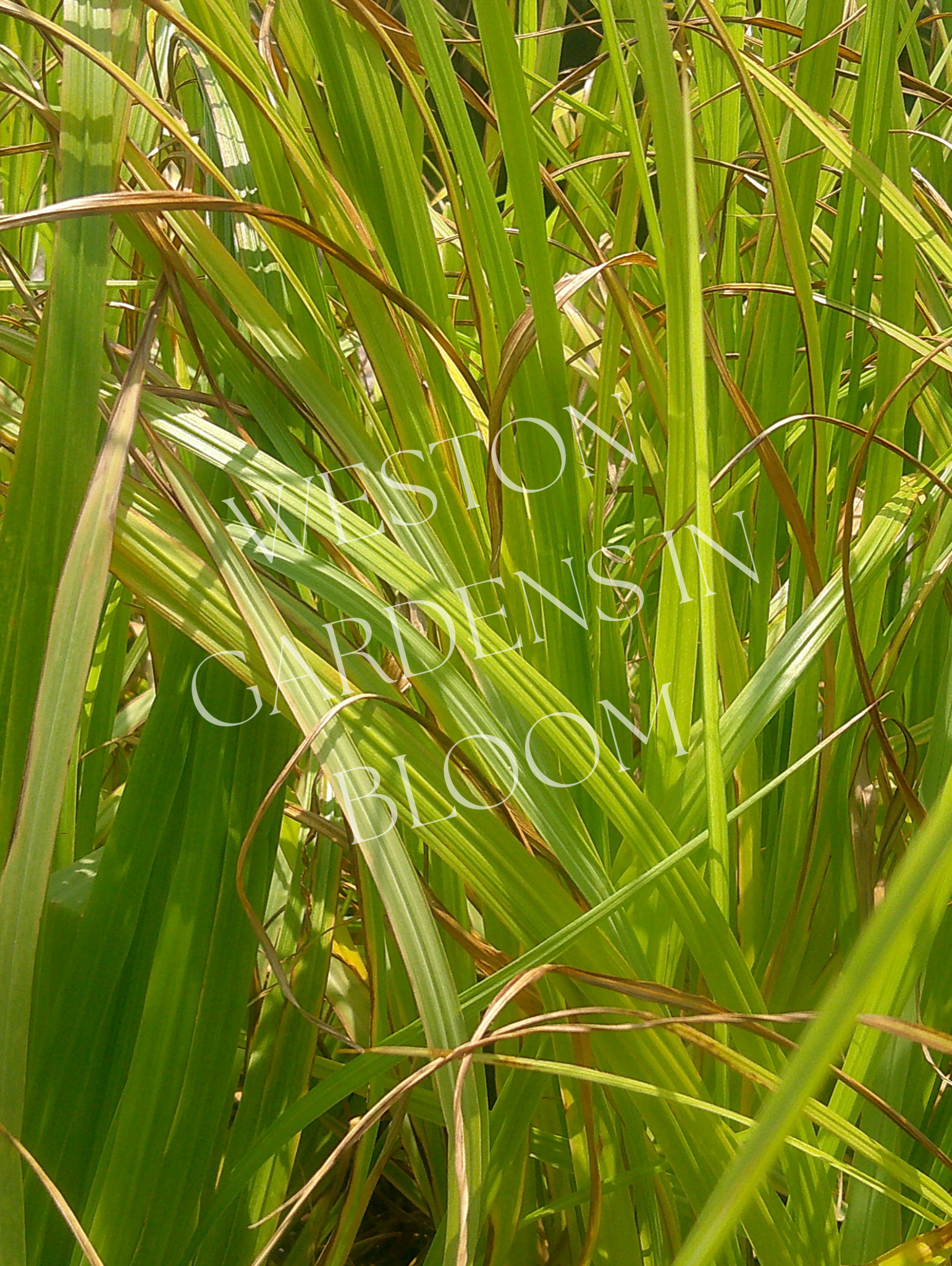 ウェストガーデンページ Plant Types — Weston Gardens